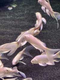 Dive into Wonder: A Day at Lotte World Aquarium