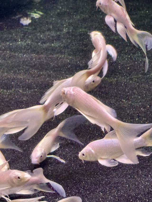 Dive into Wonder: A Day at Lotte World Aquarium
