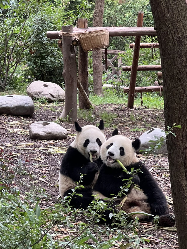 🌍 Exploring China – Nature on Steroids!