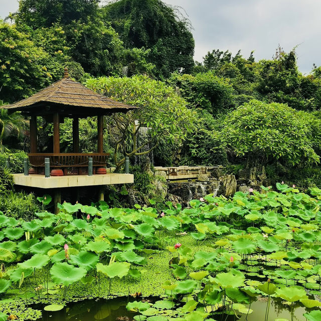 ~端午映荷香~蓮瑤公園~