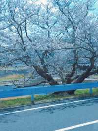 Where Sand Art Meets Sakura – Kotohiki Park’s Spring Surprise