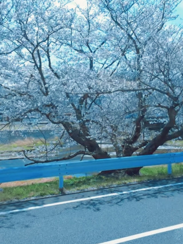 Where Sand Art Meets Sakura – Kotohiki Park’s Spring Surprise