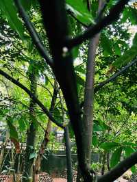 🌿✨Nature Garden 75 – 五感で楽しむ、スリランカのスパイスガーデン✨🌿