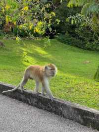 A Tranquil Green Stroll to End the Day at Penang Botanical Garden