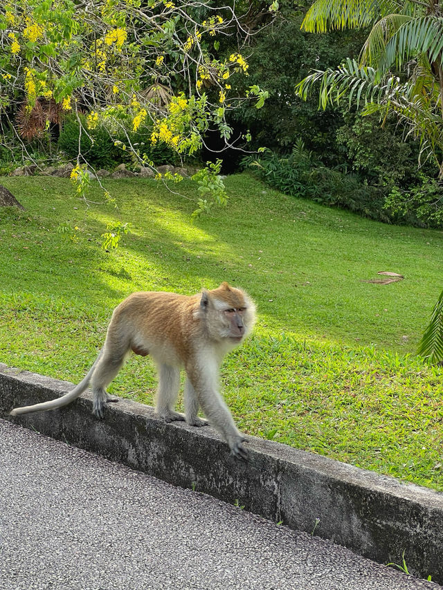 A Tranquil Green Stroll to End the Day at Penang Botanical Garden
