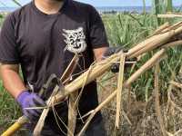 【久米島】サトウキビ狩り体験！黒糖の始まりを肌で感じる🌿✂️