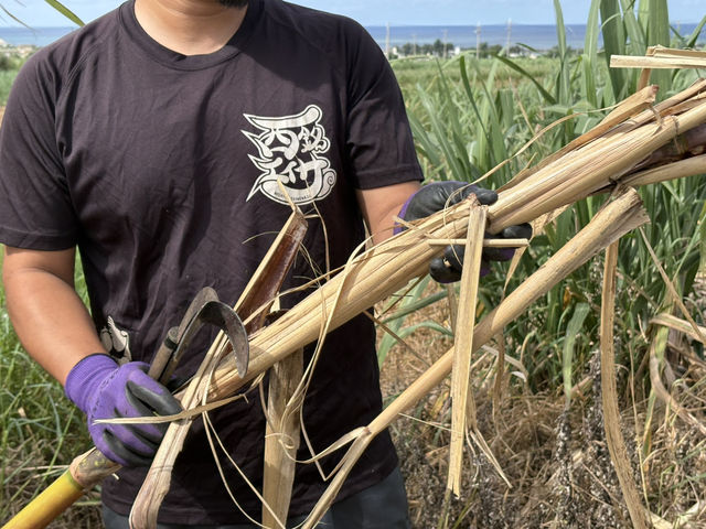 【久米島】サトウキビ狩り体験！黒糖の始まりを肌で感じる🌿✂️