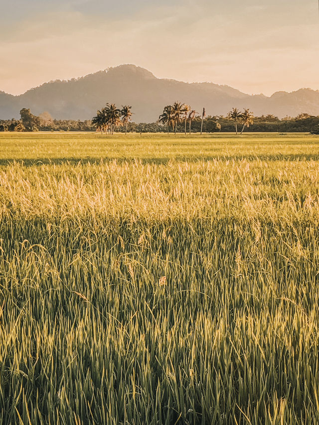 Golden Hour on Two Wheels: Evening Cycling in Balik Pulau’s Paddy Fields