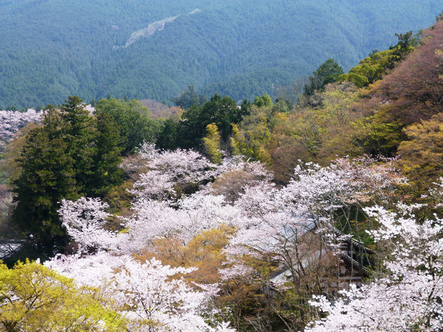 「日本さくら名所100選」にも選ばれている桜の名所