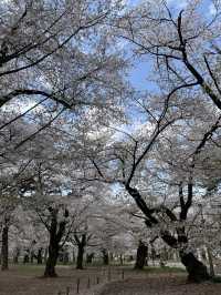 🌸【初見即傾心】大宮公園櫻花滿開的那一刻，我與春天撞了個滿懷!