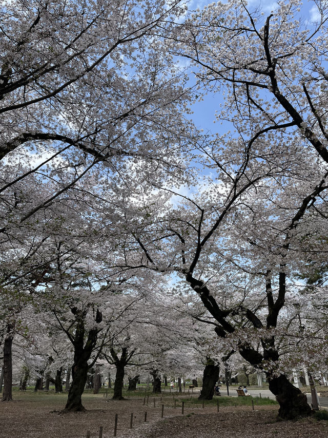 🌸【初見即傾心】大宮公園櫻花滿開的那一刻，我與春天撞了個滿懷!