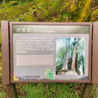 🌿阿里山姊妹潭｜靜謐如詩的山林秘境