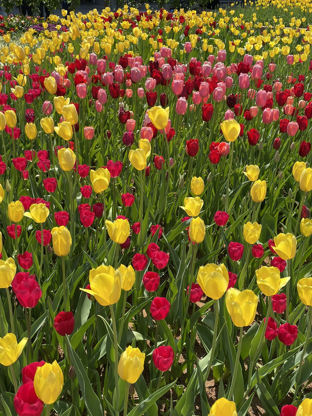 고양:: 봄 여행으로 빠질 수 없는 고양 꽃박람회🌷