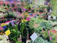 🇰🇷最大の花卸売市場〝良才洞花市場〟で花や植物に癒やされよう💐⟡.·🪴