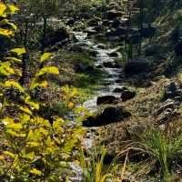 🌿 Near-Seoul Oxygen Boost at Jade Garden!🌼