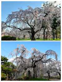 お花見にオススメ弘前城