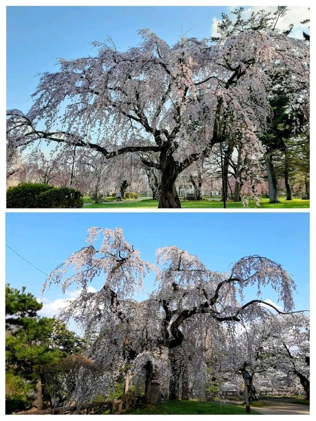 お花見にオススメ弘前城