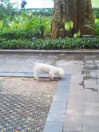 Roam around ย่านชิค ๆ ในฮานอย