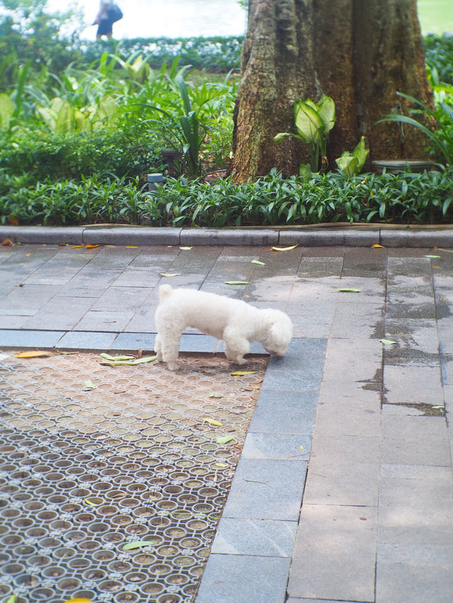 Roam around ย่านชิค ๆ ในฮานอย