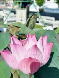 Wat Chedi Luang is a historic temple in Chiang Mai's Old City,