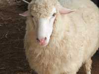 自然と羊に癒される、カオコーの隠れた楽園🐑🌿 #モーンケー #カオコー #癒しの旅