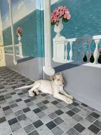 泰國大城包車一日遊 Sriayuthaya Lion Park  動物互動 
