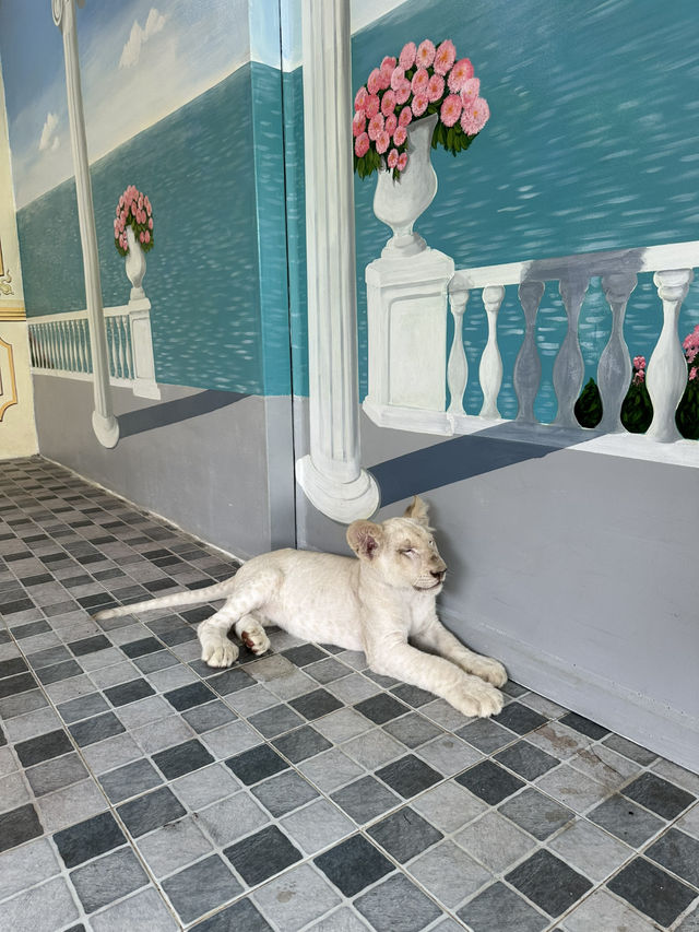 泰國大城包車一日遊 Sriayuthaya Lion Park  動物互動 