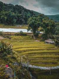 Giant Bamboo Hut เชียงใหม่