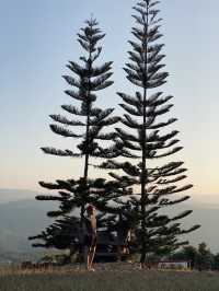 🌲✨ สวนป่าแม่แจ่ม – เชียงใหม่