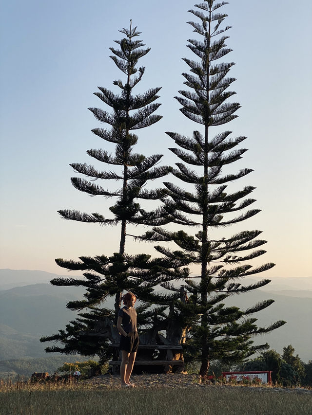 🌲✨ สวนป่าแม่แจ่ม – เชียงใหม่