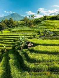 Jatiluwih Rice Terraces
