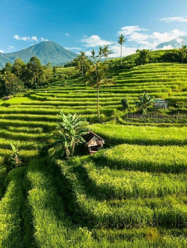 Jatiluwih Rice Terraces