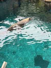 🦒🐨 Wild Day Out at Taronga Zoo Sydney! 🌿🌊