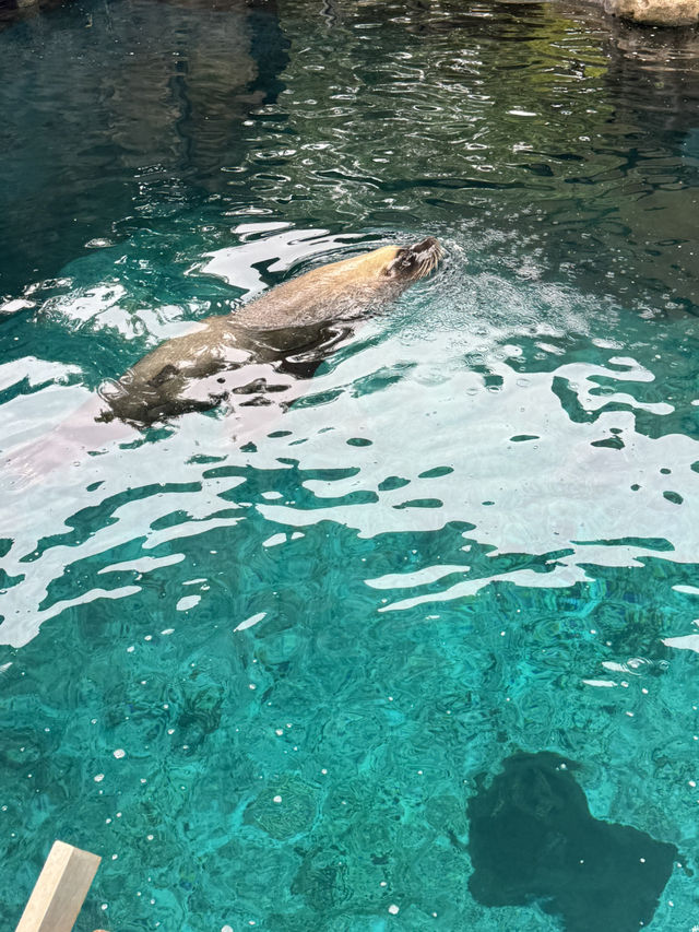🦒🐨 Wild Day Out at Taronga Zoo Sydney! 🌿🌊