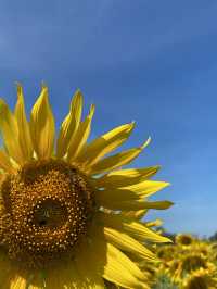 🌻✨ทุ่งทานตะวัน ใกล้กรุงเทพ‼️
