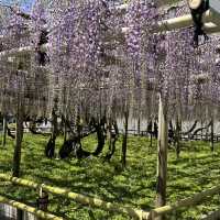 🌸🇯🇵 Uji Wisteria – A Purple Curtain Over Kyoto’s Phoenix Hall