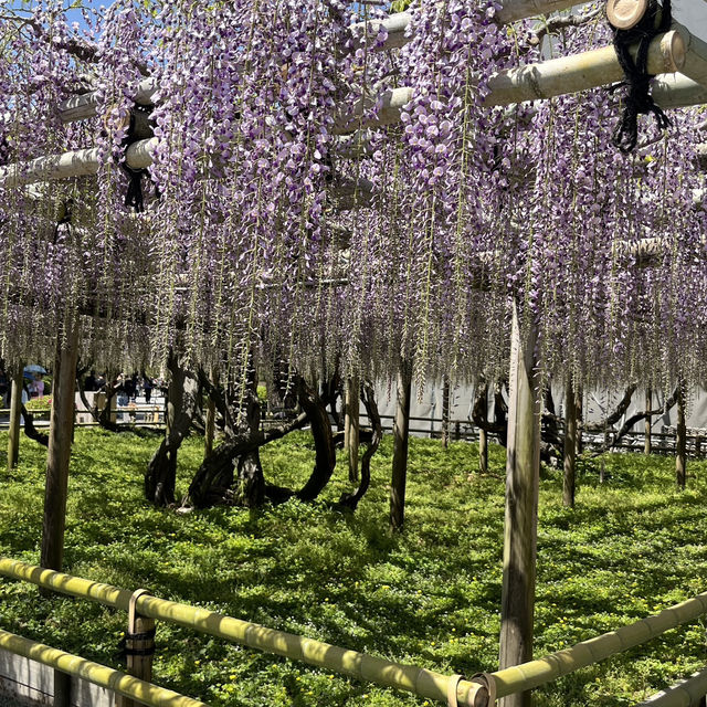 🌸🇯🇵 Uji Wisteria – A Purple Curtain Over Kyoto’s Phoenix Hall