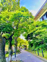 【夏本番の鎌倉 若宮大路-由比ヶ浜-材木座海水浴場お散歩おすすめ海の家】