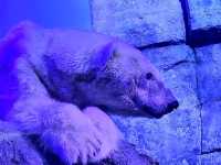 Relaxing Moments at Sea Paradise, Yokohama