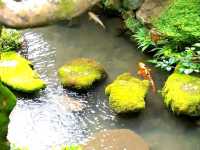Blooming Wonders of Yanagidani Kannon