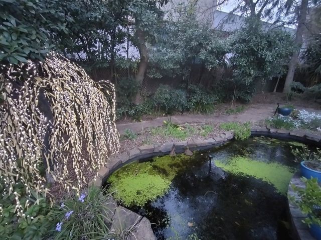 🪴The Beautiful Garden🪴