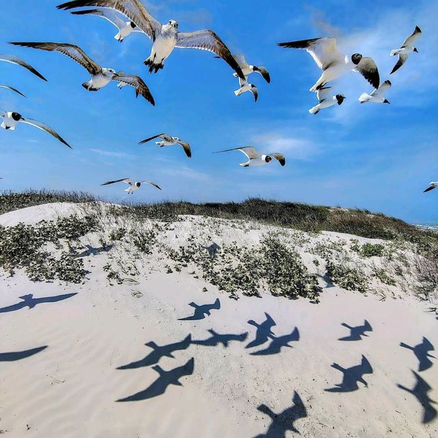 Padre Island National Seashore