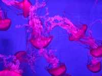 Exploring SEA LIFE