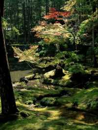 京都必去景點（四）🌿西芳寺の絕美苔蘚王國🌿