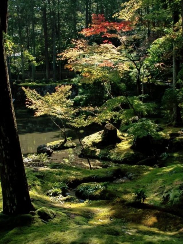 京都必去景點（四）🌿西芳寺の絕美苔蘚王國🌿