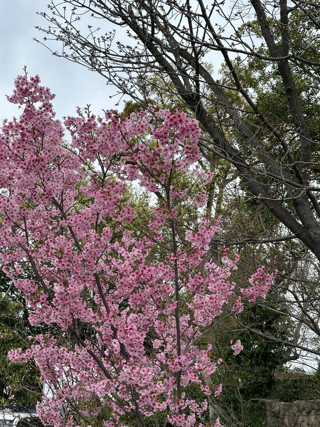 Osaka Castle – เดินชมซากุระ กินของอร่อย ถ่ายรูปปัง
