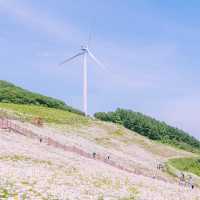 Solo Daydream at Yookbaek Majigi’s Daisy Field: Seoul’s Secret Flower Fantasy** 🌼✨
