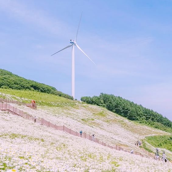 Solo Daydream at Yookbaek Majigi’s Daisy Field: Seoul’s Secret Flower Fantasy** 🌼✨