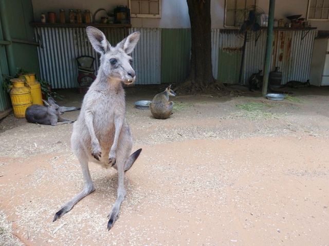 🐨 Featherdale Wildlife Park สวรรค์ของคนรักโคอาล่า