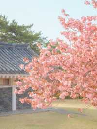 내가 사랑한 경주의 봄🌸❤️